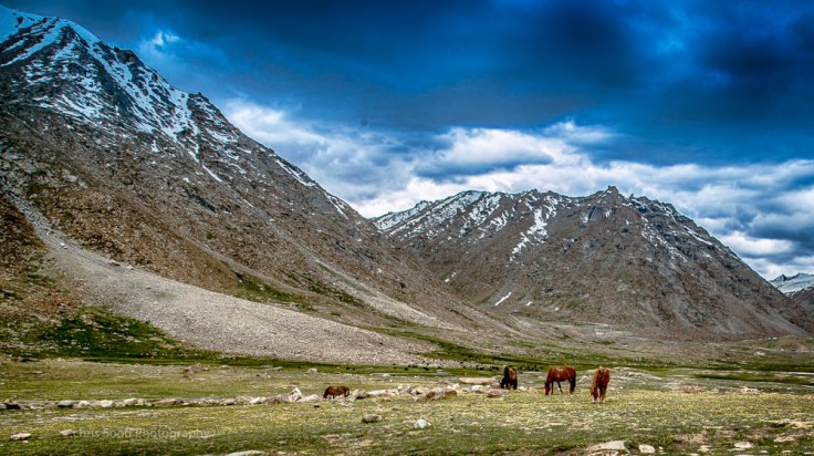 Leh_day_2 (1 of 1)-104.jpg