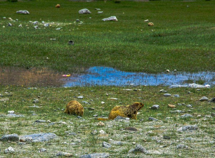 Leh_day_2 (1 of 1)-24.jpg