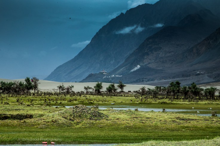 Day3 Nubra (1 of 1)-33.jpg