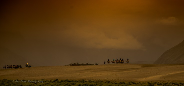 Day3 Nubra (1 of 1)-42.jpg