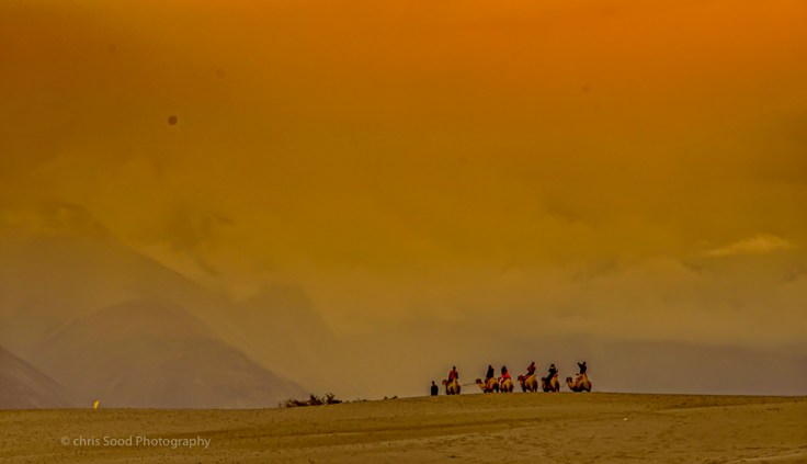 Day3 Nubra (1 of 1)-52.jpg