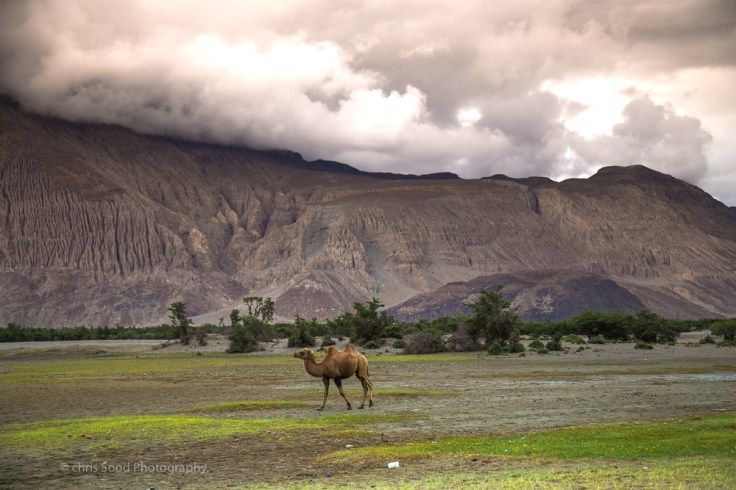 Day3 Nubra (1 of 1)-43.jpg