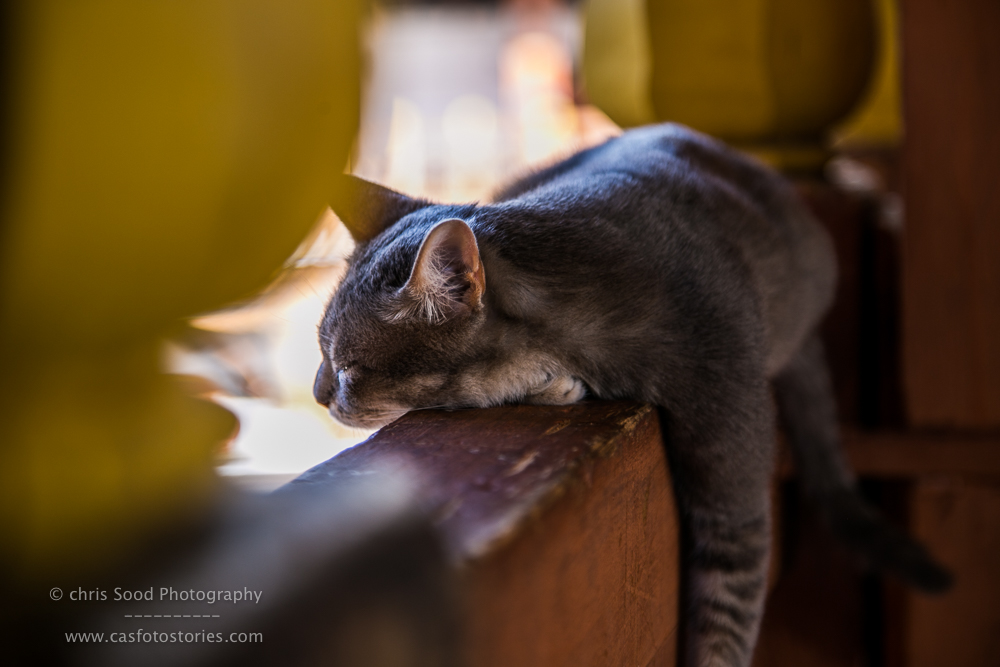 Punakha Blog  (1 of 1)-27.jpg